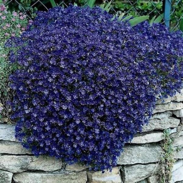 50+ Aubrieta Bright Blue Rock Cress Flower Seeds Perennial Deer Resistant Garden