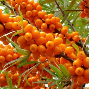 50+ Seaberry High-quality Seeds Sea Buckthorn Hippophae Rhamnoides Garden Non-GMO