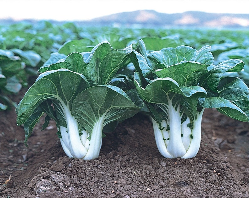 800 Pak Choi Chinese Cabbage Bok Choy Seeds USA Non-GMO Fresh Garden Seeds image 3