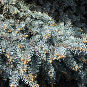 50 Colorado Blue Spruce High-quality Seeds Picea pungens glauca Garden Non-GMO image 6