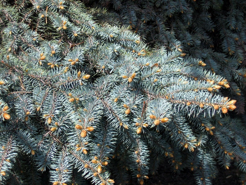 50 Colorado Blue Spruce High-quality Seeds Picea pungens glauca Garden Non-GMO image 6