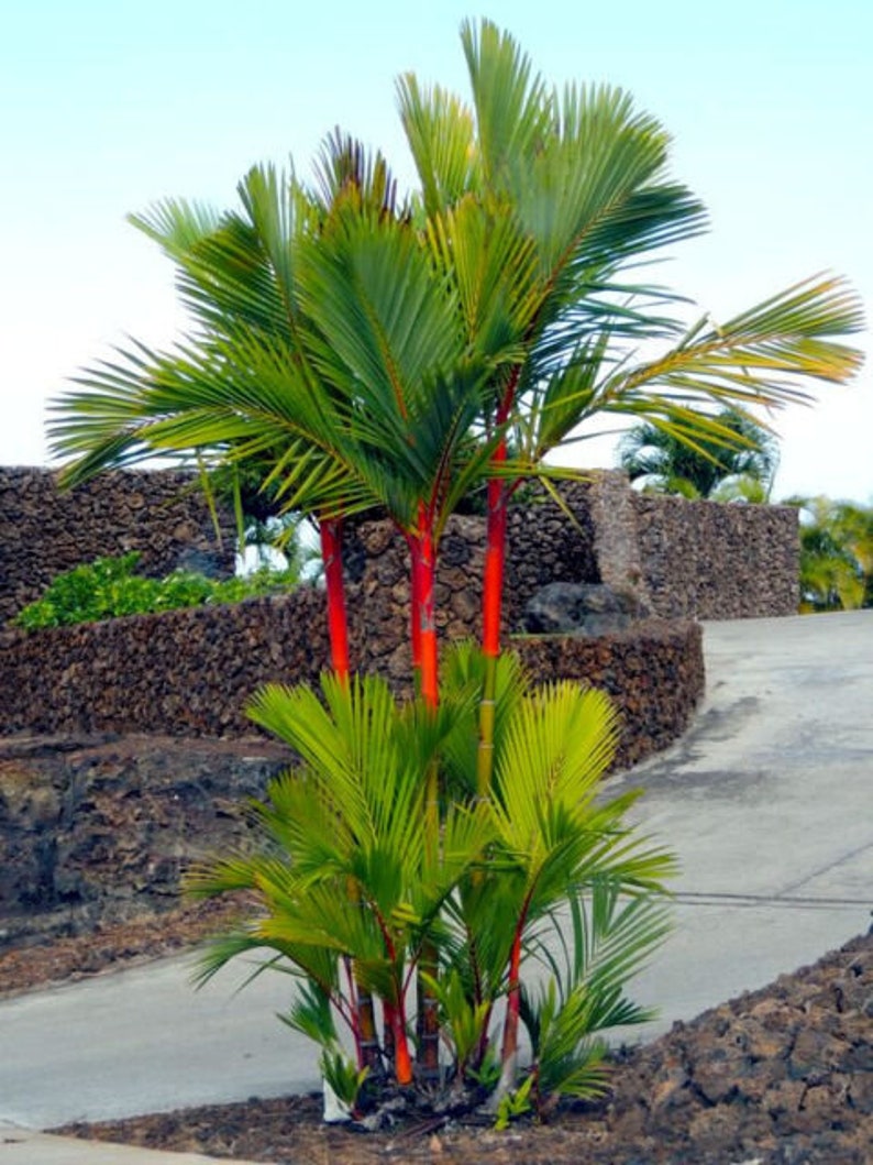 20 Red Sealing lipstick Palm Tree Seeds Etsy