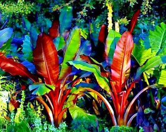 10 Red Abyssinian (Musa Ensete ventricosum) False Banana Plant Tree Seeds RARE