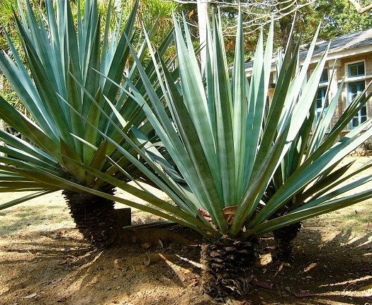 thumbnail image 2 of Agave Sisalana Seeds - Rare Century Plant Exotic Succulent Sisal Cactus Tree 2 of 6