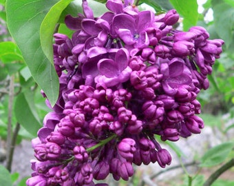 Semillas De Lila - 25 Semillas Por Bolsa | Flor Morada Aromática | Fáciles De Cultivar En Jardín O Maceta