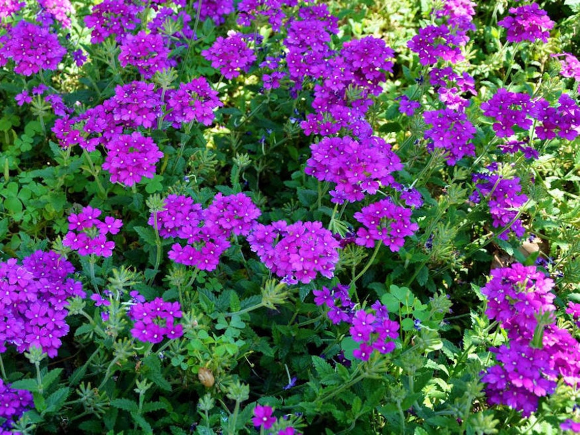 35 Verbena Blue Lagoon Perennial Flower Seeds Deer Resistant Etsy
