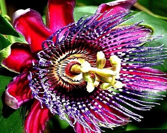 80 GIANT GRANADILLA SEEDS (Passiflora quadrangularis) Passionfruit Flower Plant