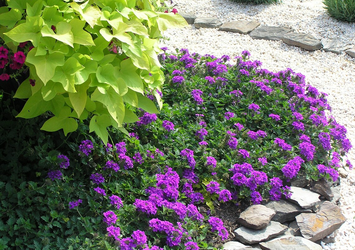 35 Verbena Blue Lagoon Perennial Flower Seeds Deer Resistant Etsy