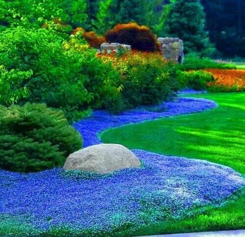 CREEPING THYME Blue 2000 Seeds Thymus Serpyllum for Planting Etsy