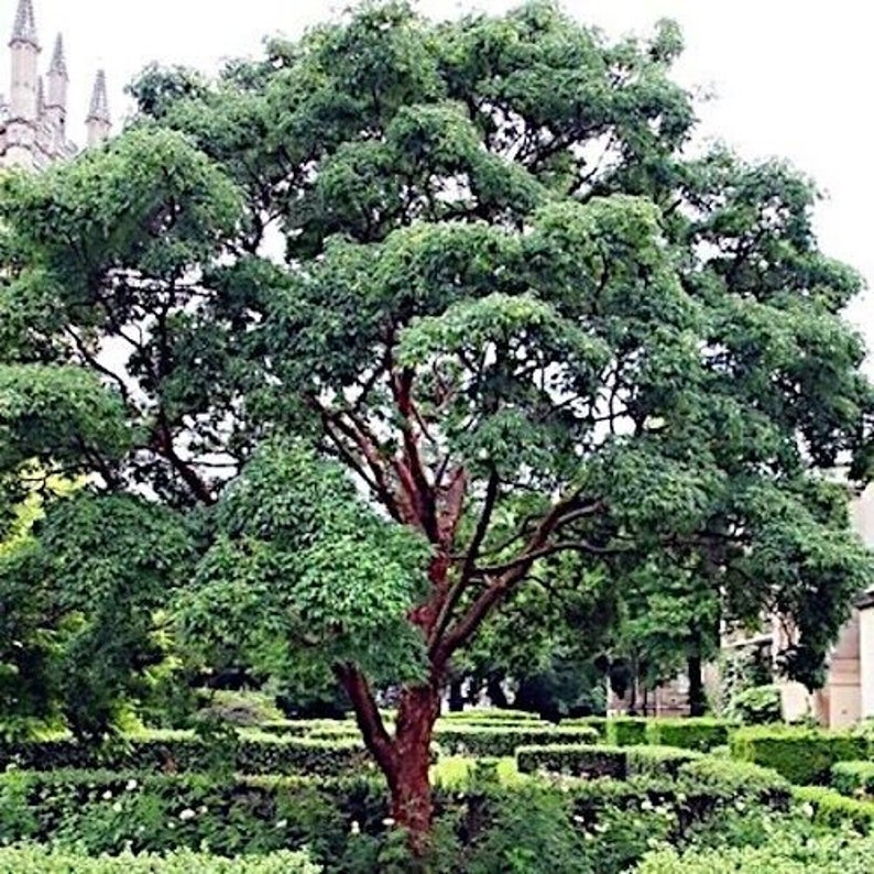 10 seeds Tibetan Paper Birchbark Cherry Tree Seeds Prunus serrula Hardy Shiny Bark Plant image 2