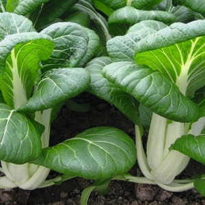 800 Pak Choi Chinese Cabbage Bok Choy Seeds USA Non-GMO Fresh Garden Seeds image 4
