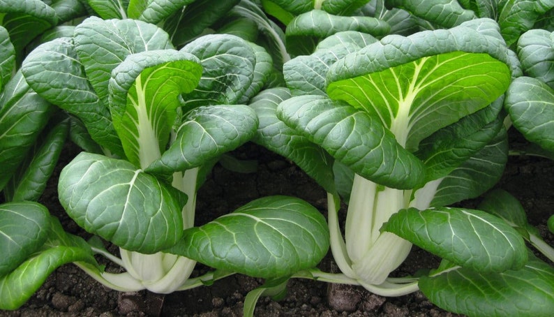 800 Pak Choi Chinese Cabbage Bok Choy Seeds USA Non-GMO Fresh Garden Seeds image 4