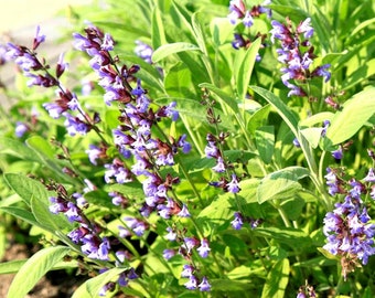 100+ Sage High-quality Seeds Broad Leaf Fresh Garden USA Non-GMO