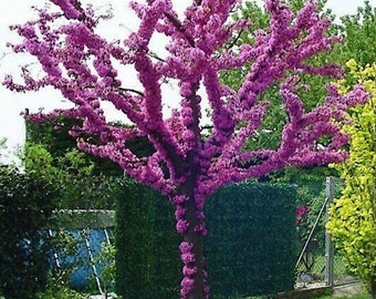 40 Judas Tree Seeds Mediterranean Redbud Plant Fast Purple