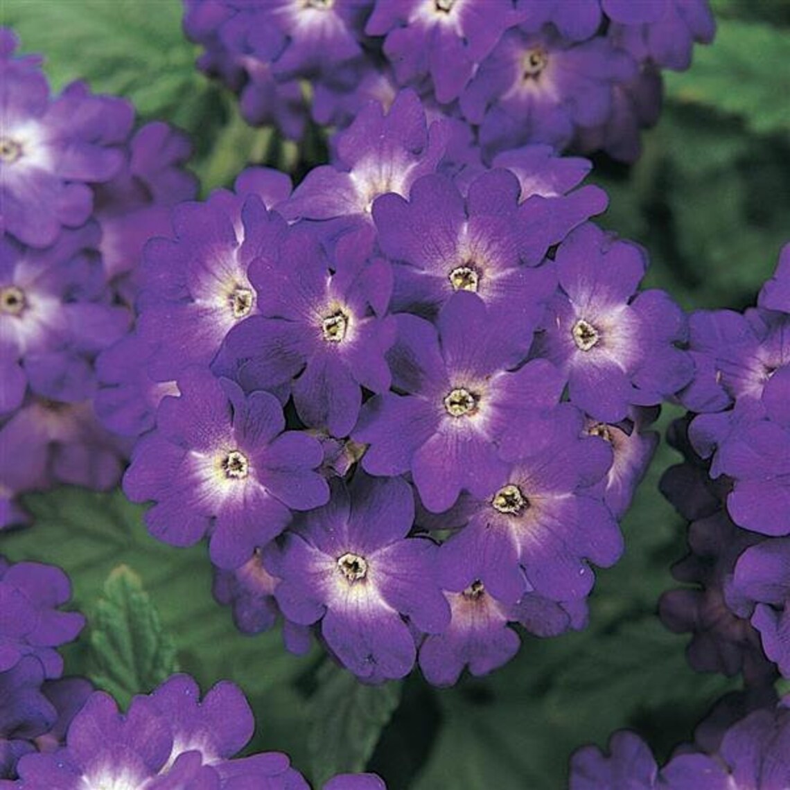 35 Verbena Blue Lagoon Perennial Flower Seeds Deer Resistant Etsy