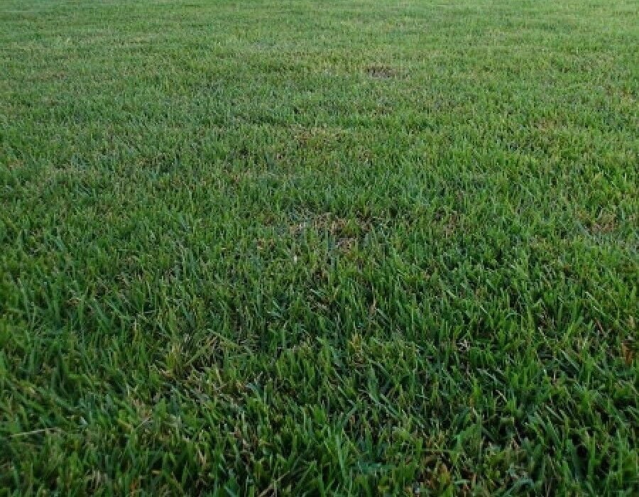 Zoysia Zenith Grass Seeds 1/8 Lb Fresh Etsy