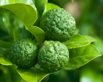 50+ Kaffir Lime High-quality Seeds Herb Citrus Fresh Garden