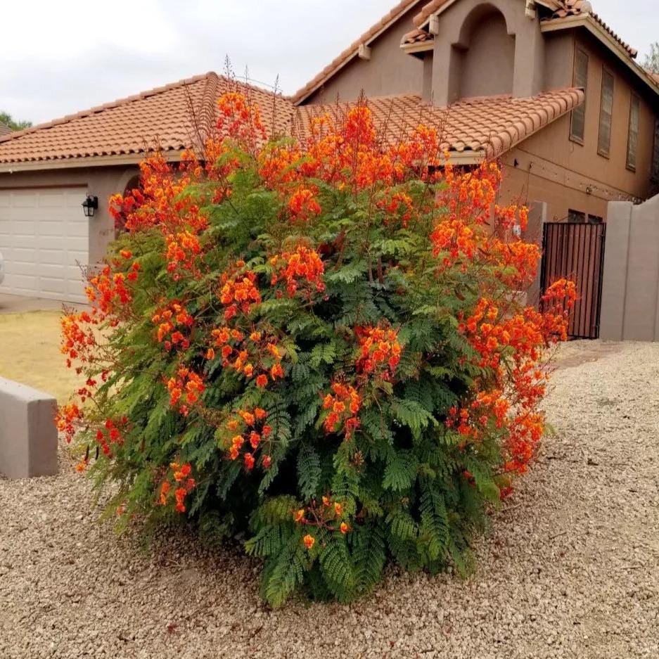 5 Mexican Red Bird of Paradise Seeds, Dwarf Poinciana Flower Shrub, Garden Seed Pack, Tropical Plant Seeds