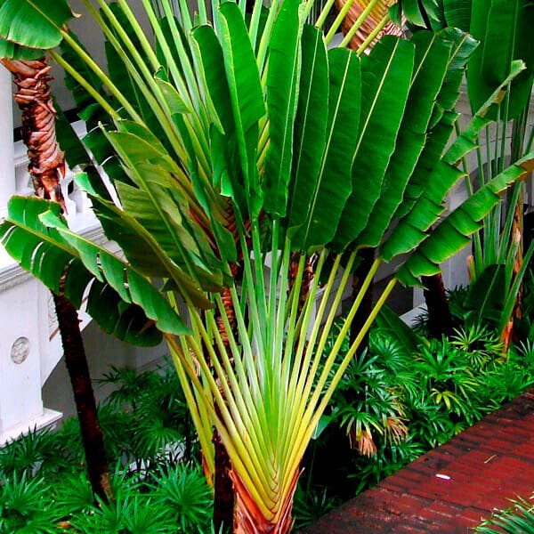 Ravenala madagascariensis Travelers Palm Pint Plant - Georgia Vines