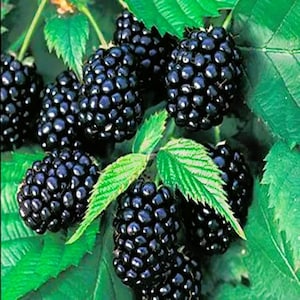 100 Pc Thornless Blackberry Seeds, Giant Berry Seed Pack, Home Garden Fruit Vegetable Planting
