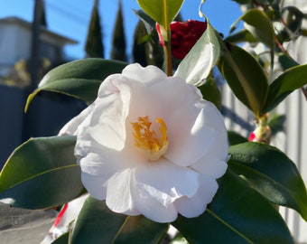 5 Seeds Tea Shrub (Camellia sinensis) | Black, White, Green Tea Leaf Tree Plant