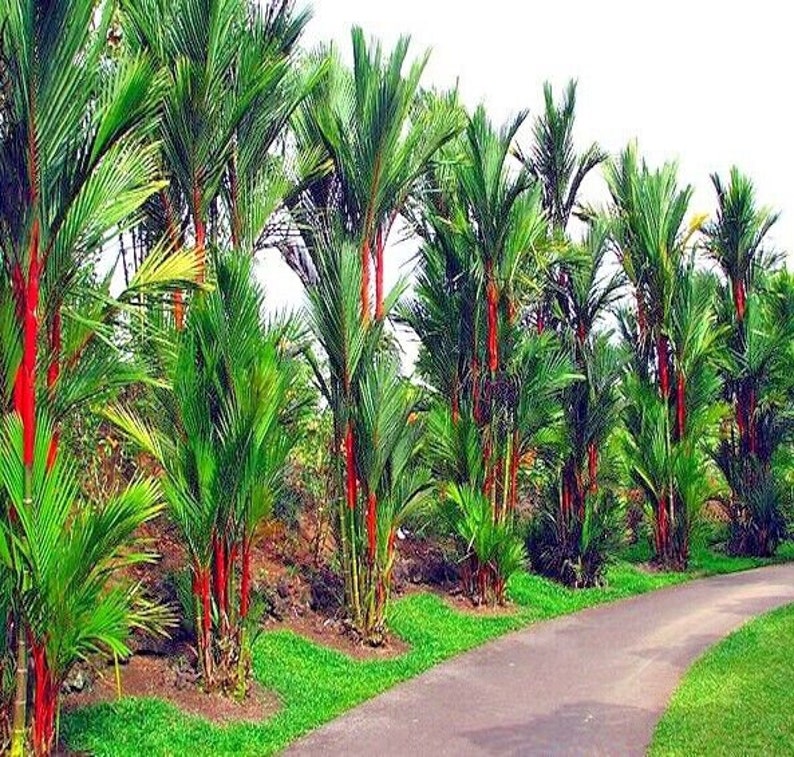 10 Red Sealing Wax LIPSTICK PALM Tree Seeds cyrtostachys Etsy