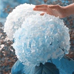 20 Light Blue Hydrangea Rare Flower Exotic Bush Plant Seeds, Gardening Gift, Plant Lover Gift