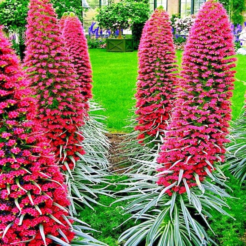 20 TOWER OF JEWELS Seeds echium Wildpretii Garden Flower - Etsy