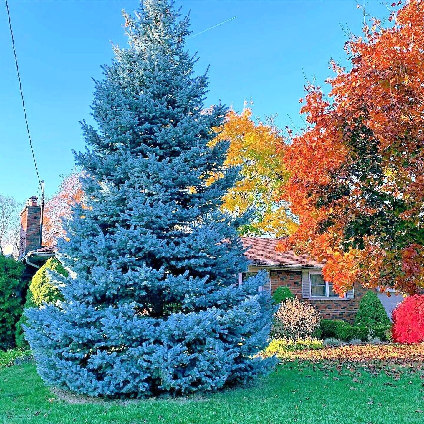 60 Seeds COLORADO BLUE SPRUCE (picea Pungens) \, image size:1440x1440