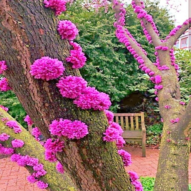 20 Seeds Judas Tree Seeds cercis Siliquastrum Mediterranean Etsy