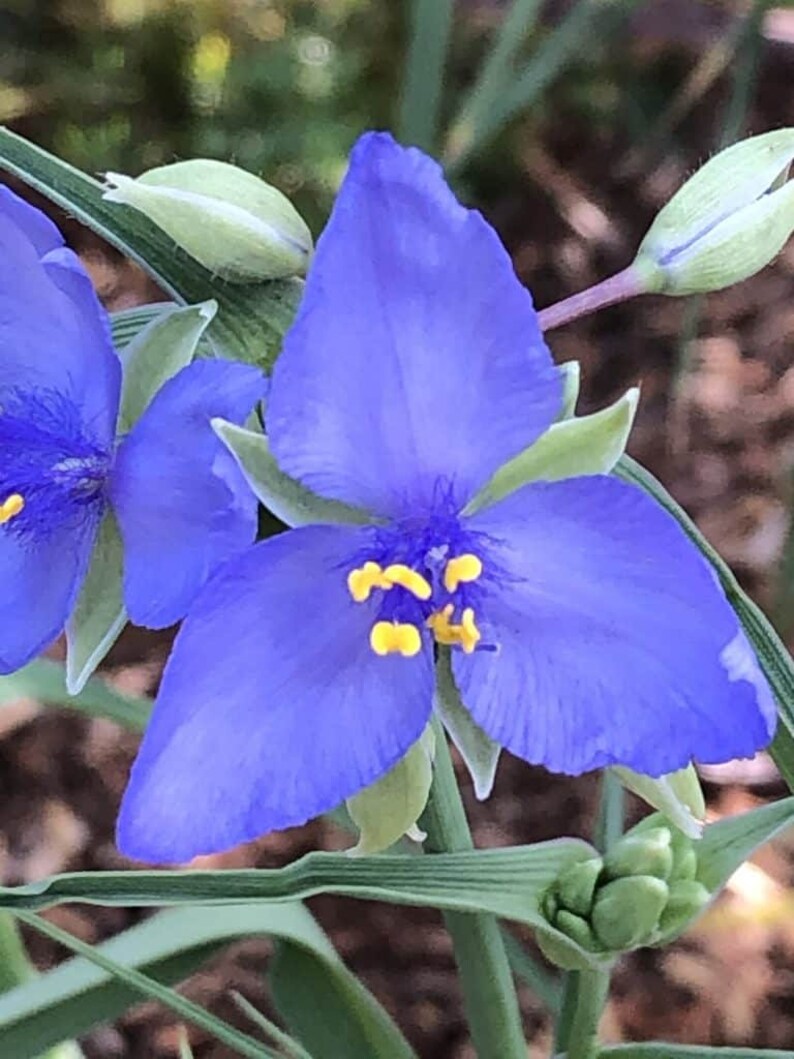 30 Tradescantia Spiderwort Flower Seeds Mix Perennial Garden Etsy
