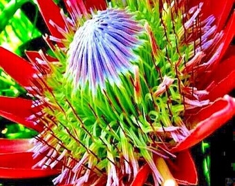 10 King Protea CYNAROIDES Seeds "Giant 12" Flowers" Rare Exotic Garden Plant