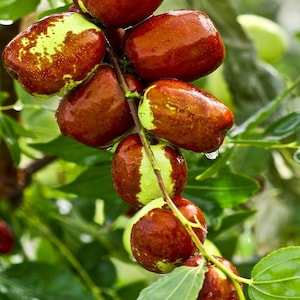 Jujube Fruit Tree Seeds (Ziziphus jujuba) – 10 Fast-Growing Superfruit Seeds for Home Garden, Heirloom, Drought Tolerant