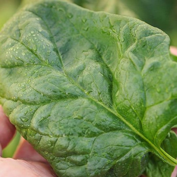 150+ Giant Noble Spinach Seeds Garden Fresh USA Non-GMO