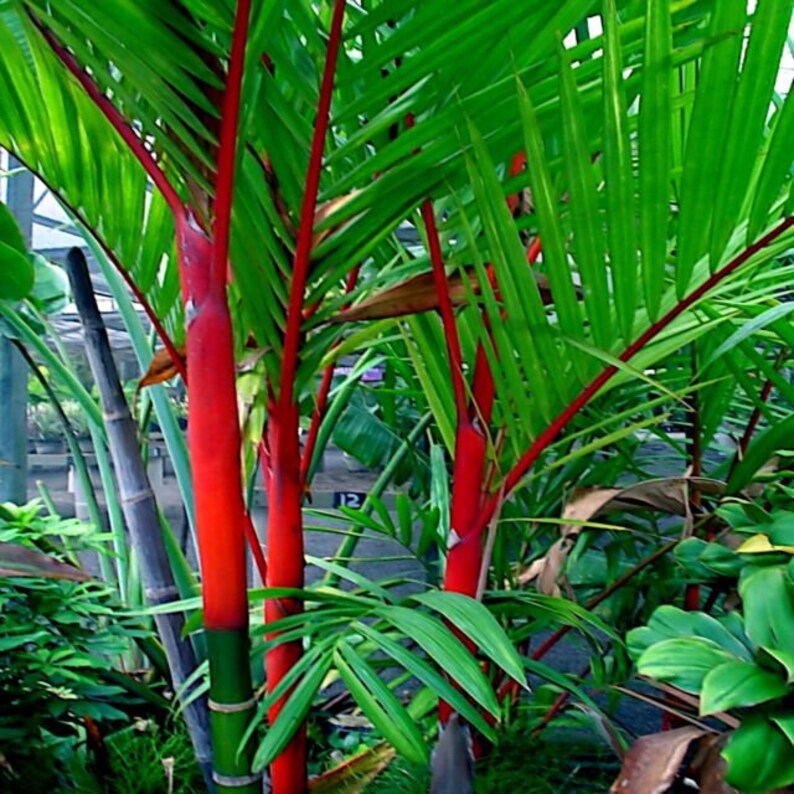 20 Red Sealing lipstick Palm Tree Seeds Etsy