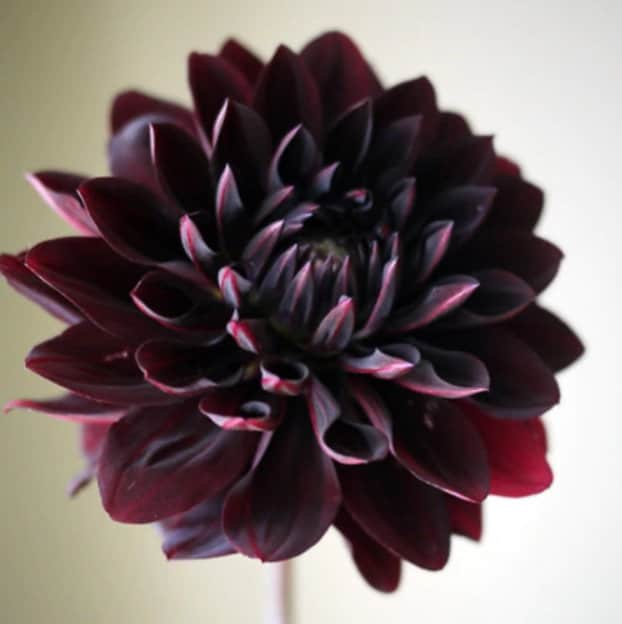10+ Black Dalia Flower