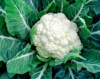 400+ Cauliflower High-quality Seeds Fresh Vegetable Garden Non-GMO