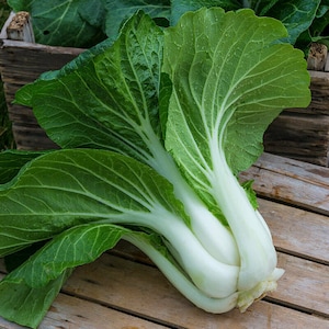 800 Pak Choi Chinese Cabbage Bok Choy Seeds USA Non-GMO Fresh Garden Seeds image 1