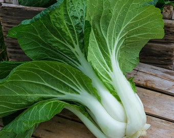 800+ Pak Choi | Chinese Cabbage Bok Choy | Seeds USA Non-GMO Fresh Garden Seeds