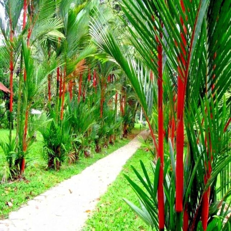 20 Red Sealing lipstick Palm Tree Seeds Etsy