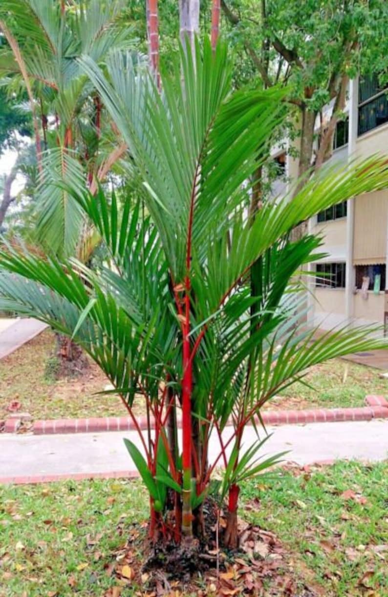 20 Red Sealing lipstick Palm Tree Seeds Etsy