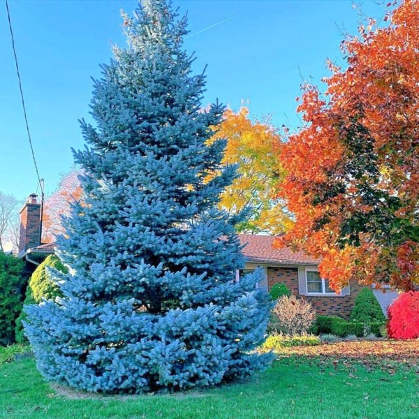 80 Seeds COLORADO BLUE Spruce Tree Seeds (Picea pungens) "Glauca" Cold Hardy Bonsai