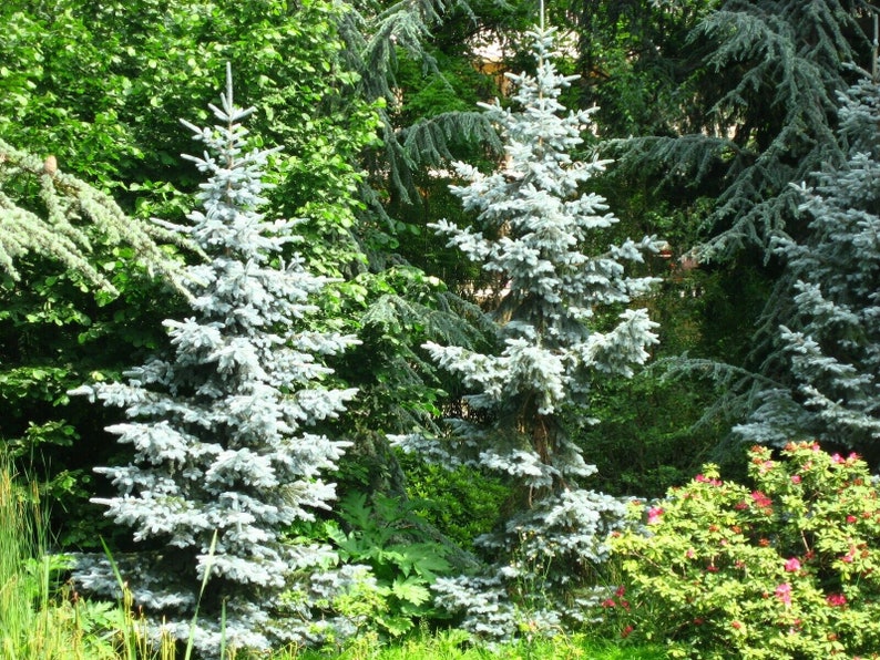 50 Colorado Blue Spruce High-quality Seeds Picea pungens glauca Garden Non-GMO image 4