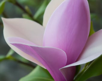 20 Magnolia Lily Seeds (Magnolia liliflora), Pink Flowering Tree