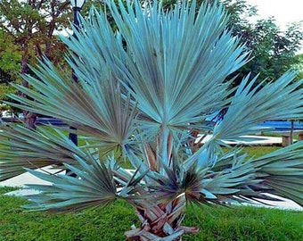 5 Mexican Blue Hesper Fan Palm Tree Seeds Grey Goddess Tropical Cold Hardy!