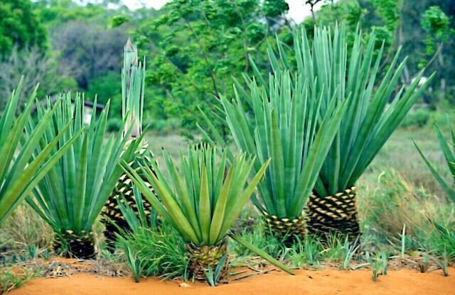 Agave sisalana - How to grow & care