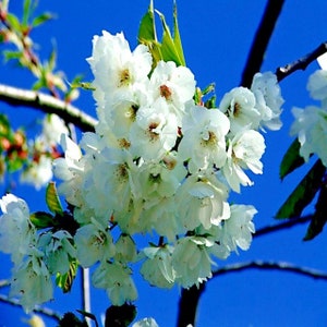 10 seeds Tibetan Paper Birchbark Cherry Tree Seeds Prunus serrula Hardy Shiny Bark Plant image 10