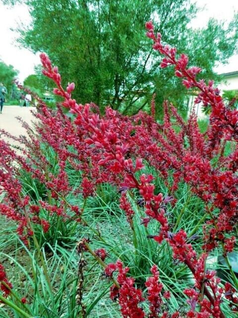 20+ Red Yucca Seeds (Hesperaloe Parviflora) - Perennial Flower For Hummingbirds
