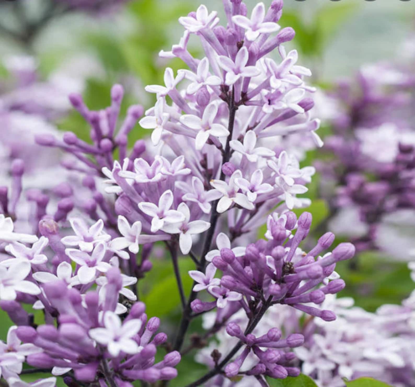 25 Japanese Tree Purple Lilac Seeds Perennial Powerful Lovely Etsy