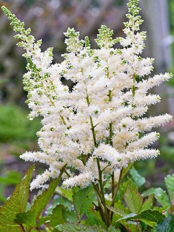 25+ White Flower Plants for the Garden - Outdoor White Flowering